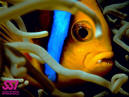 Anemone Fish