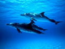 Dolphin_world