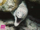 Eel