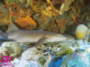 Nurse sharks