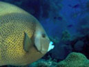 Sealife