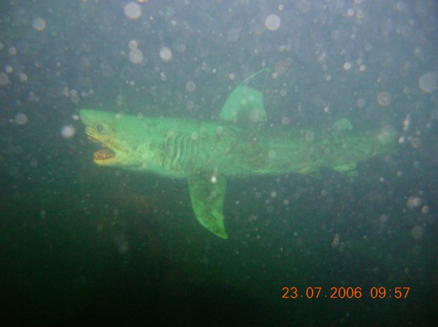 horkashark3.jpg