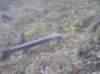 mihulepoton2_small.jpg