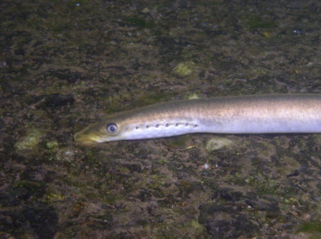 mihulepoton3.jpg
