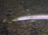 mihulepoton3_small.jpg