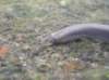 mihulepoton4_small.jpg