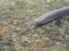 mihulepoton5_small.jpg