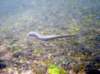 mihulepoton6_small.jpg