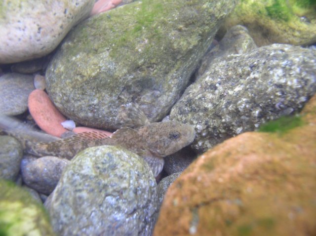vrankaobecn.jpg