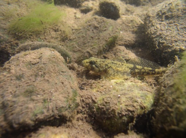 vrankaobecn4.jpg