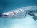 BARAKUDA