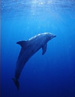 Delfin