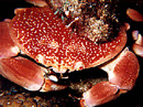 KRAB