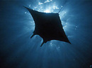 Manta