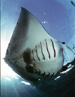 Manta
