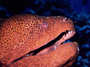 MURENA