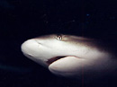SHARK